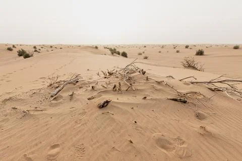 Dead tree branches on the sand of the desert near Dubai, United Arab Emirates Stock Photos