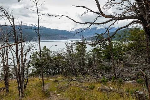 Dead tree branches on the shore of the lake, Torres del Paine National Park Stock Photos
