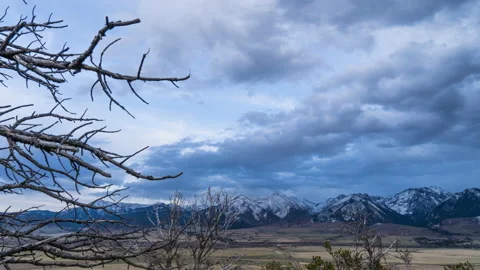 Dead tree branches snowy mountains in distance Stock Footage 167054360