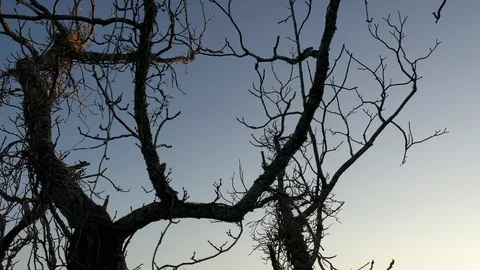Dead Tree Branches Vines Aerial Drone Transparent Luma Matte Stock Footage 120586156