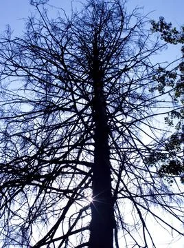 A dead tree in bright sunlight Stock Photos
