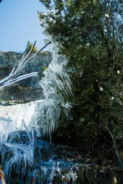 Dead tree with broken branches in a sunny outdoor setting Stock Photos