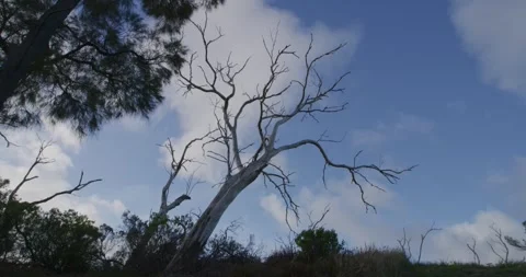 Dead Tree In The Bush Stock Footage 316859713