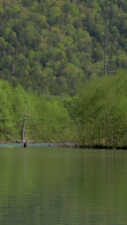 Dead Tree in Calm Green Pond in Spring Vertical Video Stock-Footage 346002756