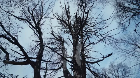 Dead tree. Camera movement around tree. 2 shot in 1 Stock Footage 117921404