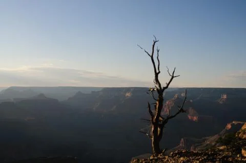 Dead Tree on the Canyon's Edge Stock Photos
