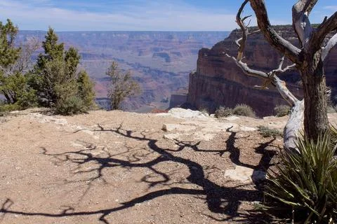 A dead tree casts a strange shadow at the Grand Canyon, Arizona. Stock Photos