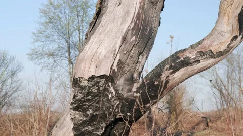 A dead tree, a charred trunk after a forest fire. Stock Footage 239998951