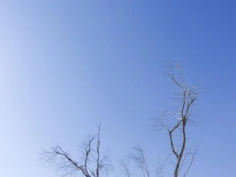 Dead tree with a clear background Stock Photos
