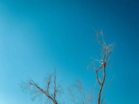 Dead tree with a clear background 写真素材