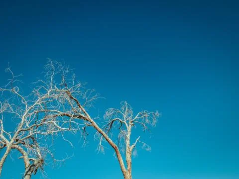 Dead tree with a clear blue sky Stock Photos
