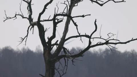 Dead tree close, 4K slomo Stock Footage 176260069