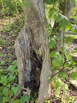 Dead Tree Close-Up Foto stock