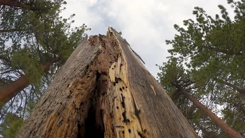 Dead tree close up shot from bottom view with gloomy skies Stock Footage 230124265