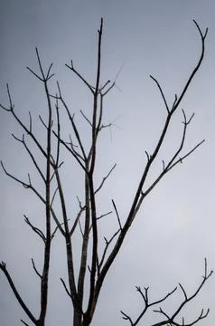 Dead tree closeup 스톡 사진