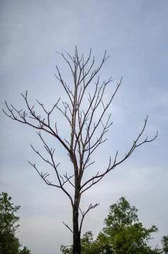 Dead tree closeup 스톡 사진