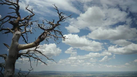 Dead Tree with Cloud Time-lapse Background Stock Footage 219647665