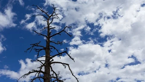 Dead Tree With Clouds Stock Footage 108873761