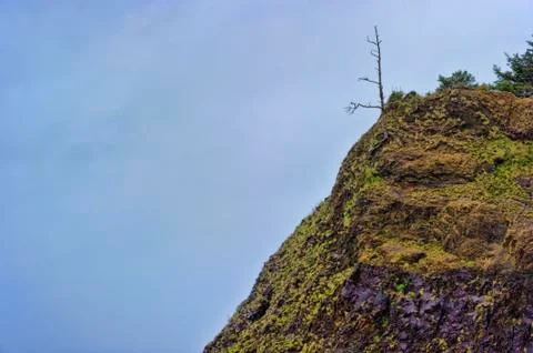 Dead tree on coastal hillside Foto stock