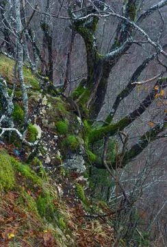 Dead tree covered with moss and autumn leaves Stock Photos