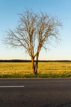 A dead tree covered with moss stands on the side of the road and is lit by th Stock Photos