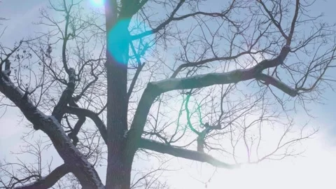 Dead tree covered in snow Video stock 241725819