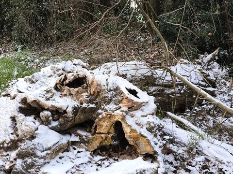 Dead tree, covered in snow Stock Photos