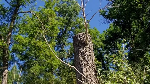 Dead tree cut in a half in the forest Stock Footage 118703733