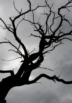 Dead tree dark clouds 스톡 사진
