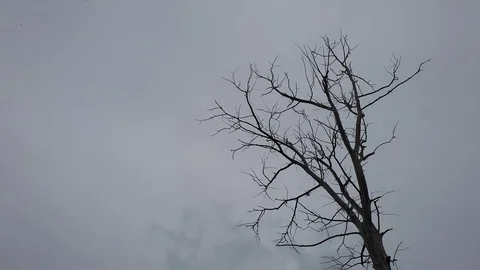 Dead tree The death of nature. Dry lifeless tree. Stock Footage 112620502