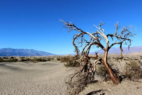 Dead tree in Death Valley National Park, California Foto stock