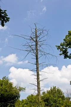 Dead tree in dense forest Stock Photos