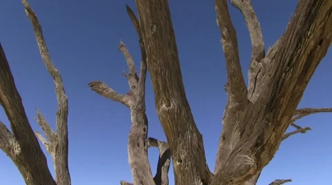 Dead tree in the desert (3) Stock Footage 12146397