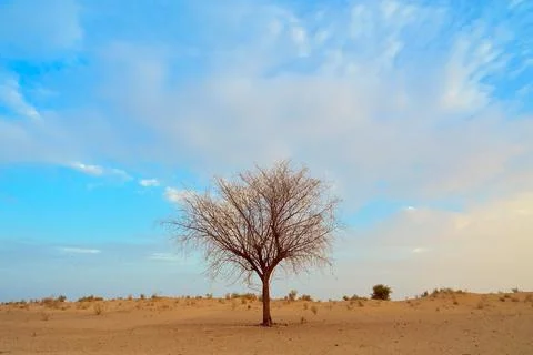 Dead tree in the desert with blue sky Stock Photos