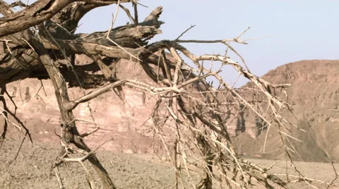 Dead tree at the desert Video stock 58233748