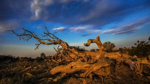 Dead Tree in Desert Landscape Under Dramatic Sunset Sky Stock Photos
