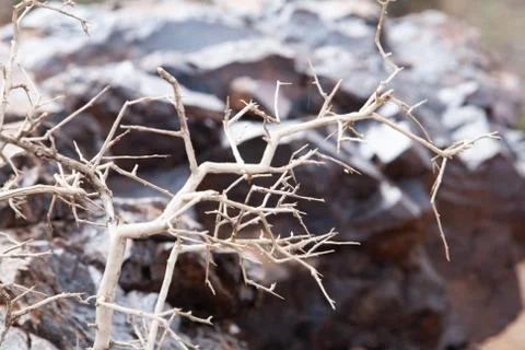 Dead tree in the desert of Mongolia Stock Photos