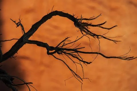 Dead tree in the desert of Mongolia Stock Photos