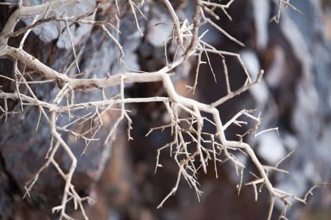 Dead tree in the desert of Mongolia Stock Photos