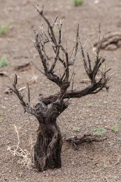 Dead tree in the desert of Mongolia Stock Photos