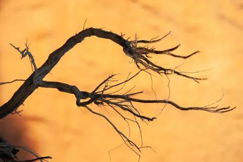 Dead tree in the desert of Mongolia Foto stock