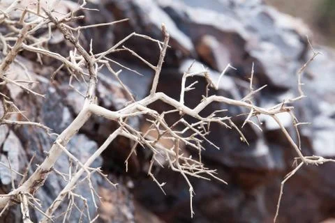 Dead tree in the desert of Mongolia Stock Photos