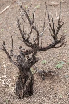 Dead tree in the desert of Mongolia 스톡 사진