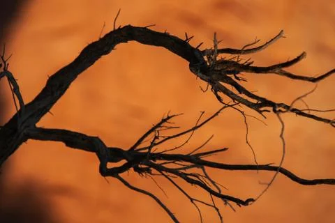 Dead tree in the desert of Mongolia Stock Photos