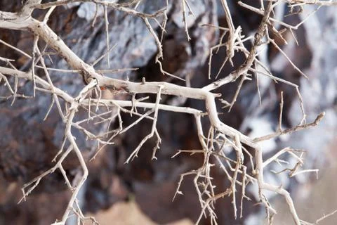 Dead tree in the desert of Mongolia Stock Photos