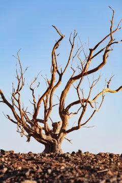 Dead tree in the desert of Mongolia Stock Photos