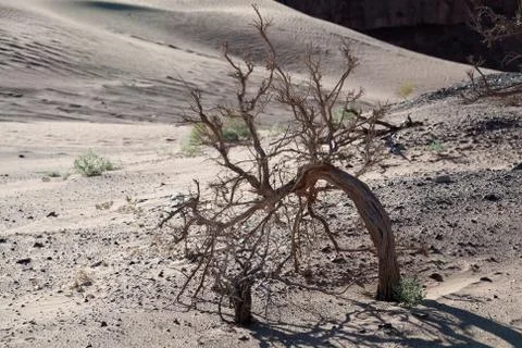 Dead tree in the desert of Mongolia Stock Photos