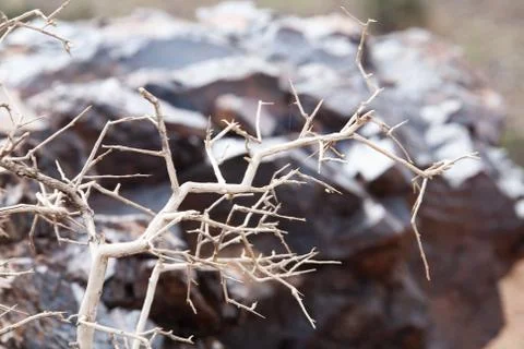 Dead tree in the desert of Mongolia Stock Photos