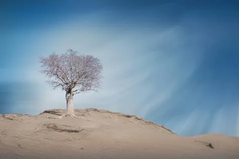 Dead Tree at Desert, Stock Photos