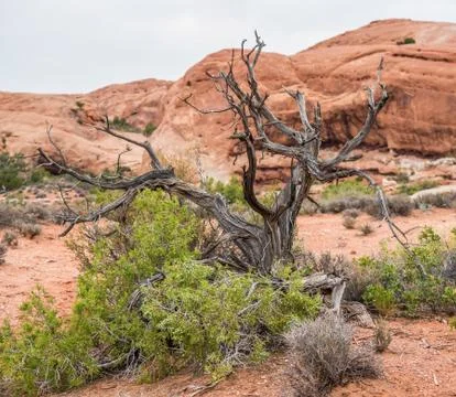 Dead tree in the desert Stock Photos